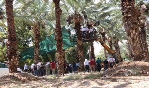 بالصور: افتتاح موسم التمور الفلسطينية في قرية الجفتلك بالأغوار الوسطى