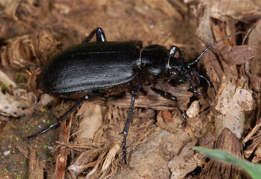 بعد وصولها الى لبنان... إجراءات من وزارة الزراعة لمكافحة حشرة الـ"Calosoma Olivieri"