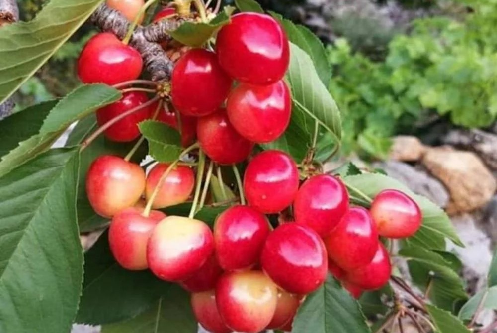 مزارعو كفرشوبا يخسرون موسم الكرز