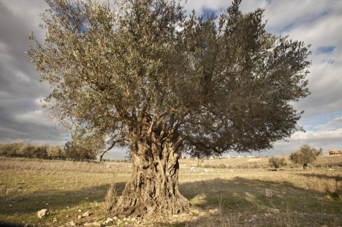 أشجار زيتون جنوب لبنان المعمرة تخوض حرب الصمود