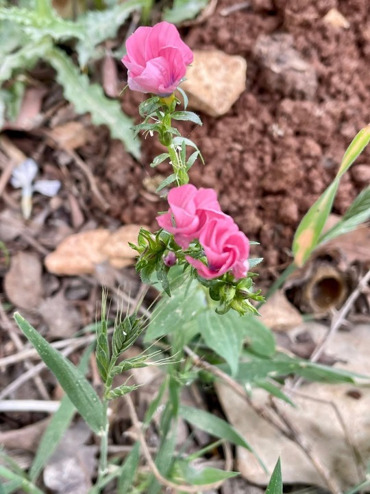 الذاكرة