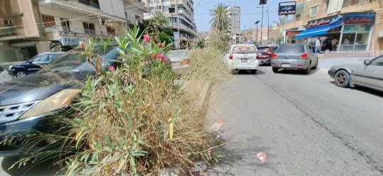 د. بديع: نستعد لاستكمال إعادة تأهيل وصيانة مستديرات ووسطيات في صيدا