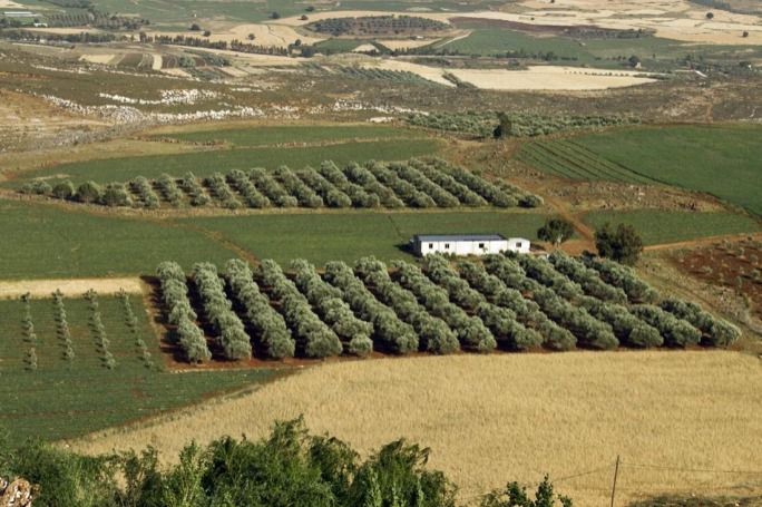 أشجار زيتون جنوب لبنان المعمرة تخوض حرب الصمود