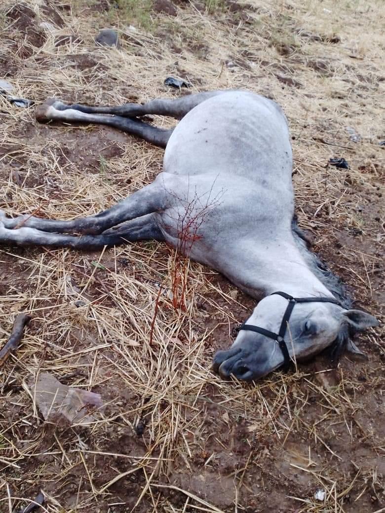 نفوق عدد من الأغنام والخيول العربية الأصيلة جراء العاصفة صباح اليوم