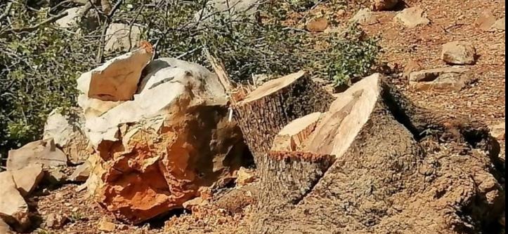 بالصّور: مجزرة بيئيّة جديدة