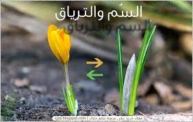 "السُّمّ والتّرياق!"