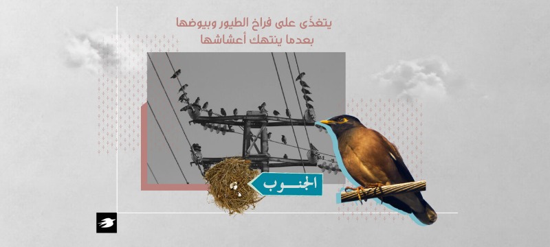 طائر المينا يغزو الجنوب.. مخرّب يهدّد الطيور والتنوع البيئي